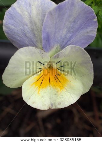 Pansy. The Colorful Petals Of The Flower Buds. Garden Flowers.