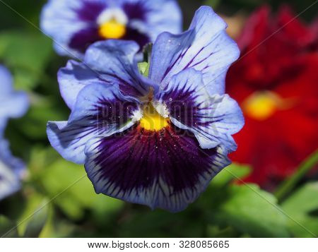 Pansy. The Colorful Petals Of The Flower Buds. Garden Flowers.