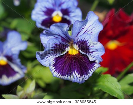 Pansy. The Colorful Petals Of The Flower Buds. Garden Flowers.