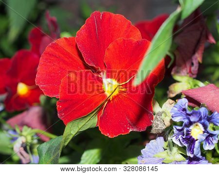 Pansy. The Colorful Petals Of The Flower Buds. Garden Flowers.