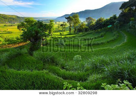 Vale com árvores na névoa da manhã à luz do nascer do sol e campos de arroz. Bali
