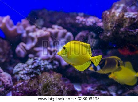 Yellow Tang Tropical Saltwater Fish Zebrasoma Flavescens Of The Family Acanthuridae. A Tropical Yell