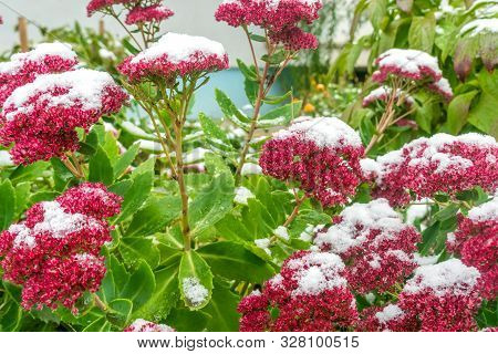 Fathen, Sedum Covered With The First Snow In The Garden In Autumn.purple Ornamental Garden Plants, S