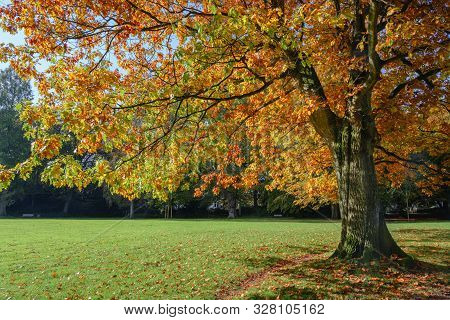 Old Northern Red Oak Tree (quercus Rubra) With Colorful Autumn Leaves In A Park, Seasonal Landscape,