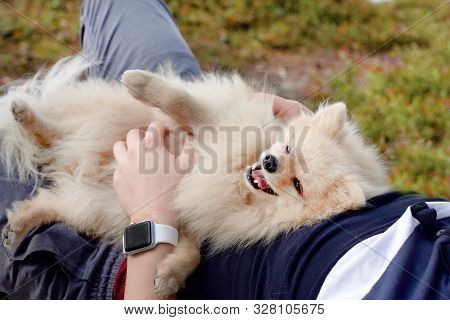A Person Is Lying On The Grass With A Cute Fluffy Little Puppy. Owner Is Playing, Scratches His Pupp