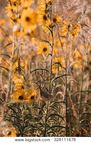 A Wren Bird Perched On A Leaf Of Tall Yellow Autumn Sunflowers In A Prairie Of Wildflowers In The No