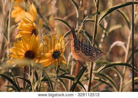 Closeup Of A Wren Bird Perched On A Leaf Of Tall Yellow Autumn Sunflowers In A Prairie Of Wildflower