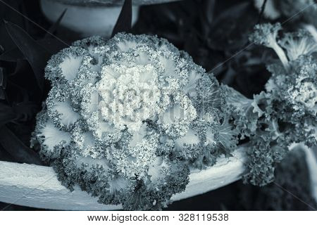 Brassica Oleracea Or Acephala. Flowering Decorative Mint Green Cabbage Plant. Ornamental Kale. Moder
