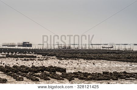 Ban Bai Bua, Thailand - March 16, 2019: Large Oyster Beds And Banks In The Gulf Of Thailand During L