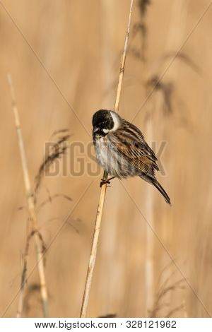 Reed Bunting In His Natural Habitat. It Can Be Found Only In Reedbeds.