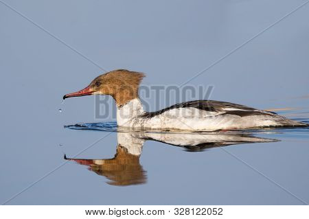 Mergus Merganser Female Swimming On A Calm Wather, She Has A Drop Of Wather Dropping Off Her Beak