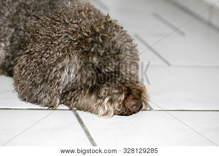 Brown Italian Dog Macro Portrait Breed Truffle Hunting Lagotto Romagnolo