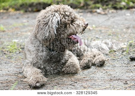 Brown Italian Dog Macro Portrait Breed Truffle Hunting Lagotto Romagnolo