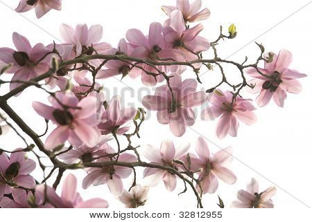 Magnolia tree