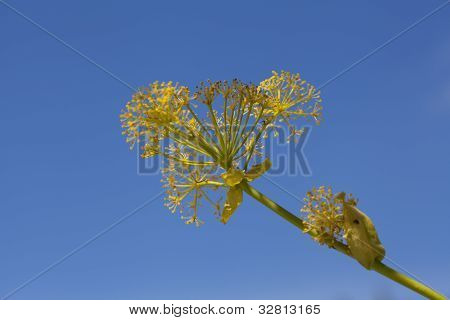 Aeonium Glutinosum