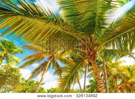 Palm Trees Under A Sun Shining In Bois Jolan Beach In Guadeloupe, French West Indies. Lesser Antille