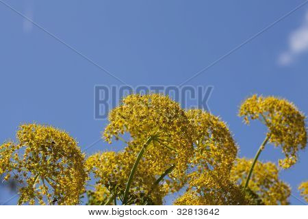 Aeonium Glutinosum