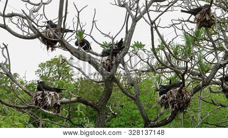 Wide Shot Of White-capped Noddy Terns Nesting Heron Island