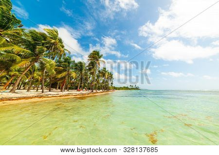 Palm Trees And Clear Water In Bois Jolan Beach In Guadeloupe, French West Indies. Lesser Antilles, C