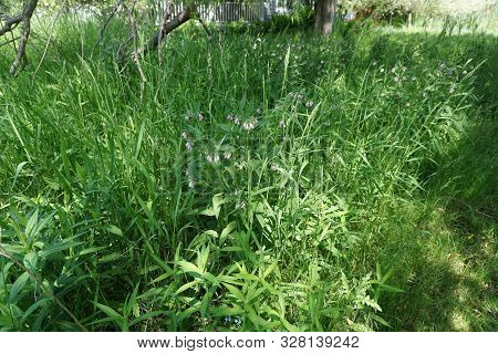 Common Comfrey [symphytum Officinale], Also Called True Comfrey, Blooms Among Tall Grass In Moist Gr