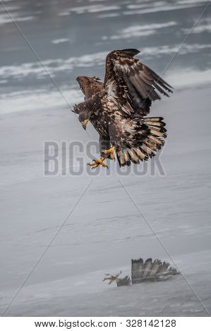 Adult White-tailed Eagle In Flight. Blue Sky Background. Scientific Name: Haliaeetus Albicilla, Also