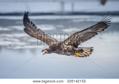 Adult White-tailed Eagle In Flight. Blue Sky Background. Scientific Name: Haliaeetus Albicilla, Also