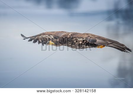 Adult White-tailed Eagle In Flight. Blue Sky Background. Scientific Name: Haliaeetus Albicilla, Also