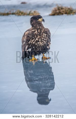 Adult White-tailed Eagle In Flight. Blue Sky Background. Scientific Name: Haliaeetus Albicilla, Also