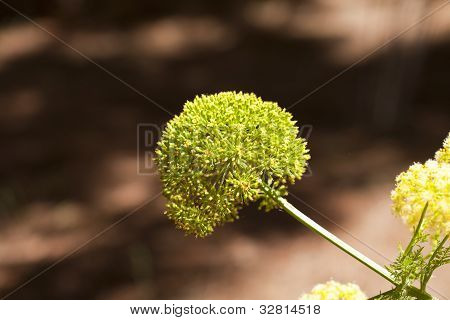 Aeonium Glutinosum