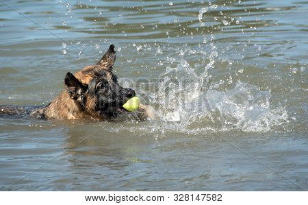 German Shepherd Dog With Funny Face And Ball Having Fun At Dog Swim At Howarth Park, Santa Rosa Cali