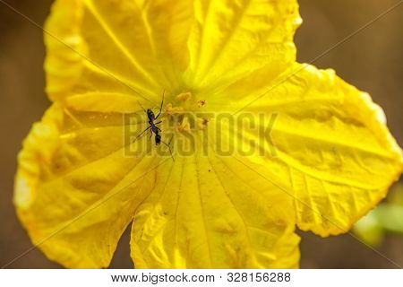 Ant On Yellow Flower In Park With Background Texture