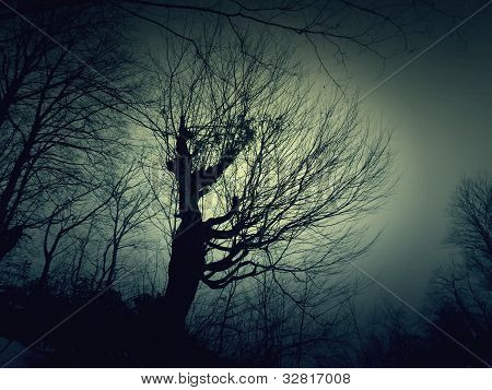 ghost tree