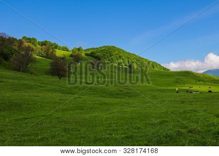 View Of The Green Hills And Mountainsides. A Clear Sunny Day. On The Slopes In The Distance Sheep An