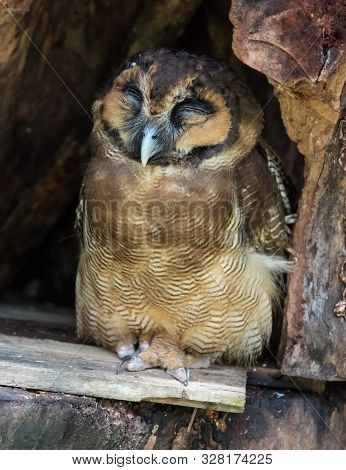 Portrait Of Sleeping Screech Owl Also With Large Beautiful Brown Eyes, Feathers Eyebrows And Sharp C