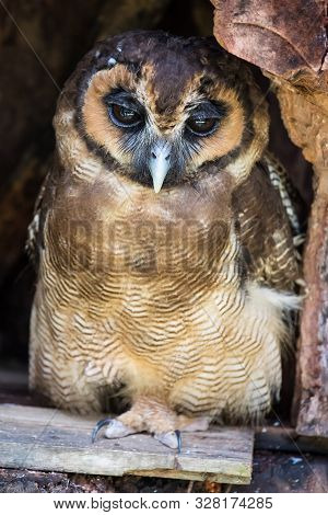 Portrait Of Sad Screech Owl Also With Large Beautiful Brown Eyes, Feathers Eyebrows And Sharp Claws 