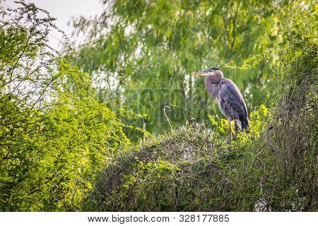 A Great Blue Heron In Frontera Audubon Society, Texas