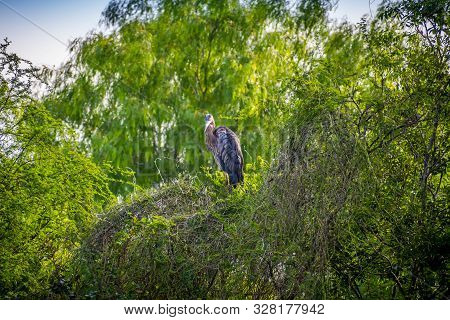 A Great Blue Heron In Frontera Audubon Society, Texas