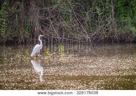 A Great White Egret In Frontera Audubon Society, Texas