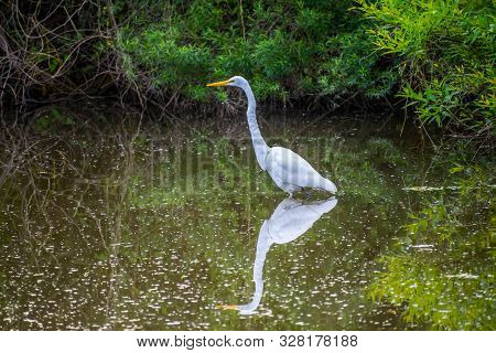 A Great White Egret In Frontera Audubon Society, Texas