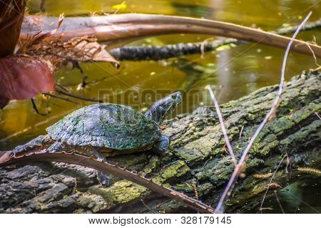 A Red-eared Slider In The Pond Of Frontera Audubon Society, Texas