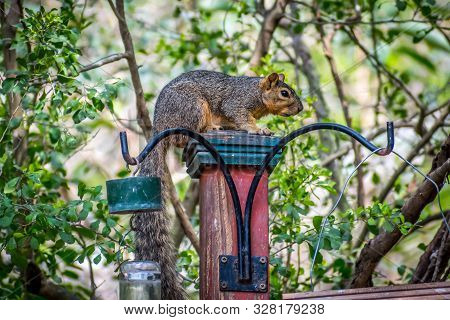 A Cute Brown Squirrel On Top Of A Post In Frontera Audubon Society, Texas
