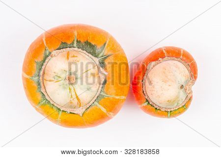Pair Of Trendy Ugly Organic Farm Double Mutation Pumpkins On White Background. Concept Non-waste Pro