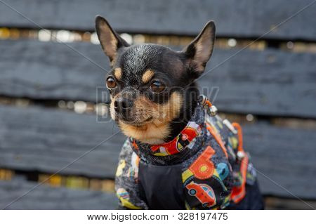 Chihuahua Is Sitting On The Bench.chihuahua Dog In Clothes Standing And Facing The Camera. Chihuahua