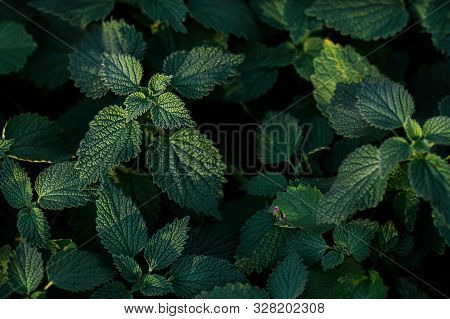 Natural Background With Close-up Top View Of Pubescent Leaf Plants. Dark Green Color.