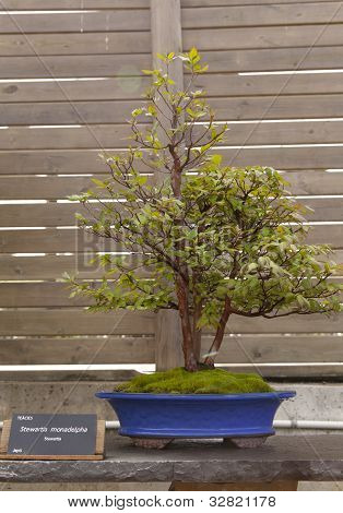 Stewartia Monadelpha
