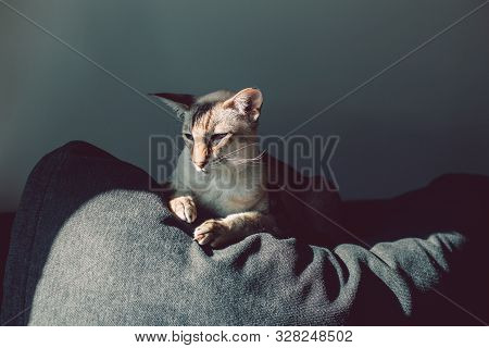 Beautiful Colorpoint Blue-eyed Oriental Breed Cat Lying On Couch Sofa Looking At Camera. Fluffy Hair