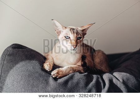 Beautiful Colorpoint Blue-eyed Oriental Breed Cat Lying On Couch Sofa Looking At Camera. Fluffy Hair