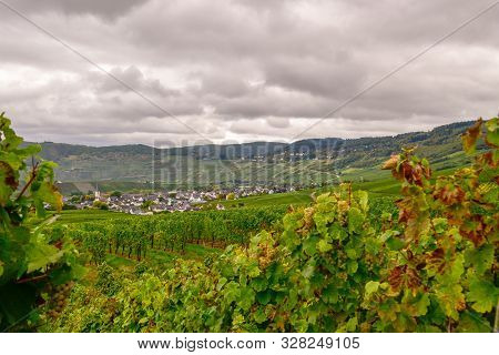 Wine Landscape Near Cochem And Leiwen On The Moselle