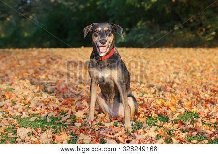 Funny Cute Female Dog Sitting On Ground In Park Among Autumn Fall Yellow Red Leaves. Adorable Domest