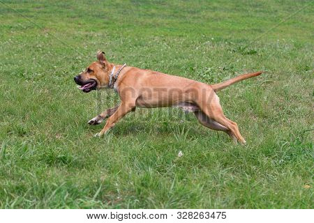 Cute American Pit Bull Terrier Puppy Is Running On A Green Grass In The Spring Park. Pet Animals.